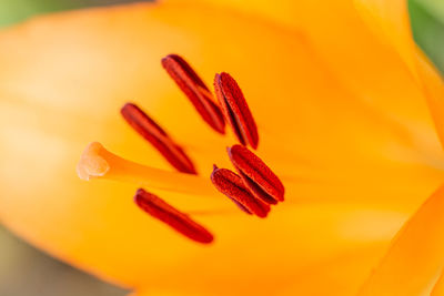 Close-up of orange flower