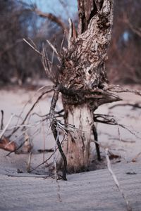 Close-up of bare tree