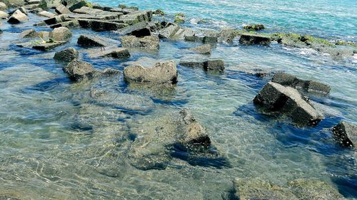 High angle view of starfish on rock in sea