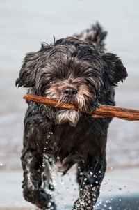 Portrait of black dog carrying wood at lake