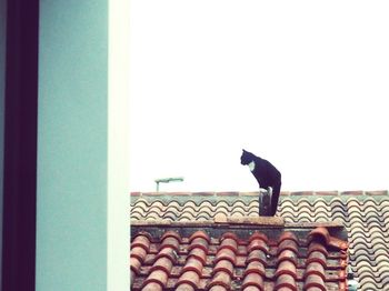 Low angle view of bird perching on wall