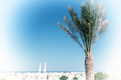 Palm tree by building against clear sky