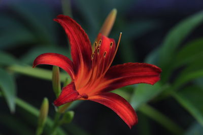 Close-up of red day lily