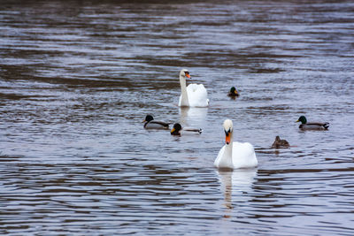 Swans swimming in lake