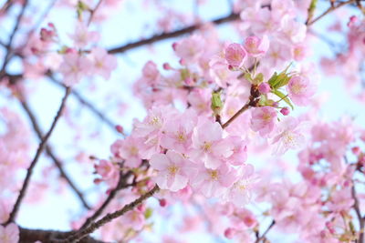 Close-up of pink cherry blossom