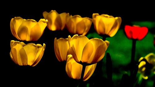 Close-up of yellow tulips against black background