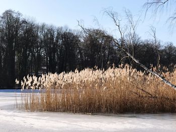 Bare trees on landscape against sky during winter