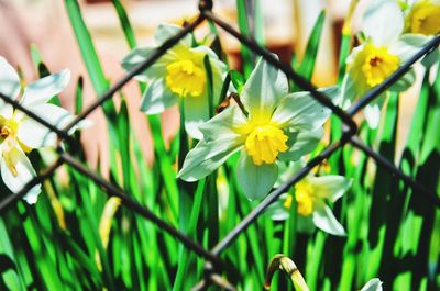 Close-up of yellow daffodil flowers