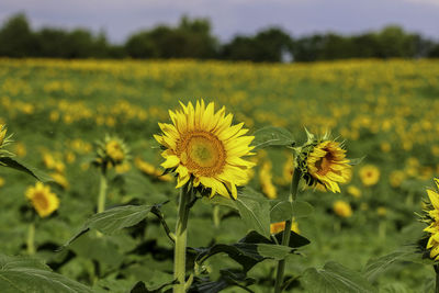 Close-up of yellow flowering plant on field