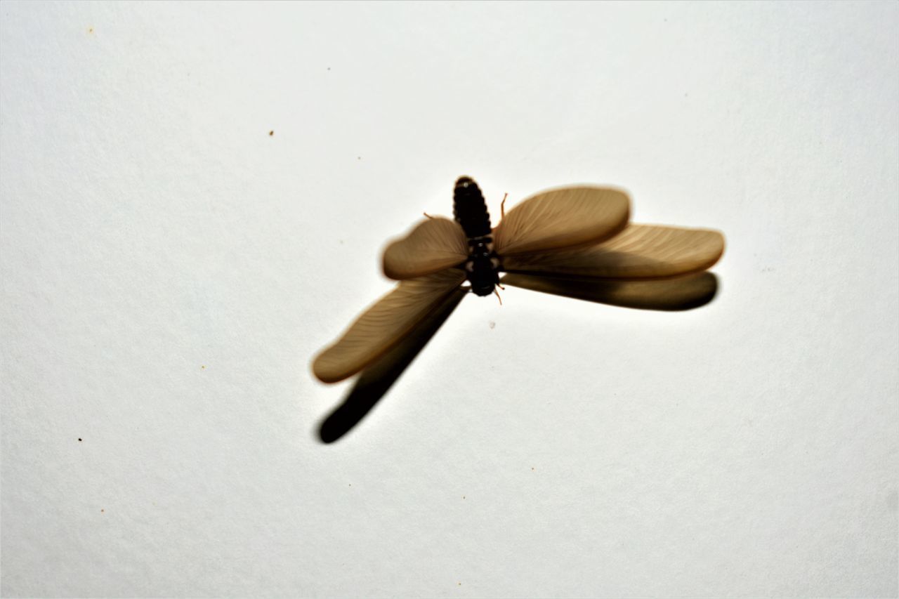 CLOSE-UP OF BUTTERFLY ON WHITE ROSE