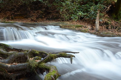 Scenic view of waterfall in forest