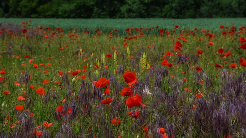 Close-up of red poppy flowers in field