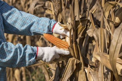 Midsection of farmer picking corns in farm