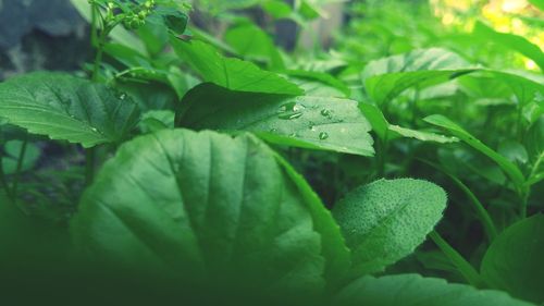 Close-up of raindrops on leaves