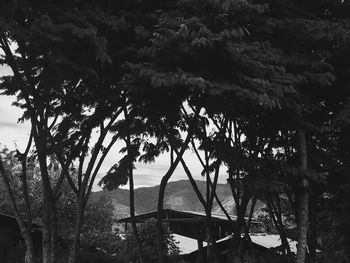 Trees by sea against sky