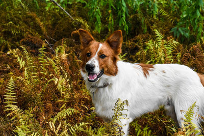 Dog looking away on field