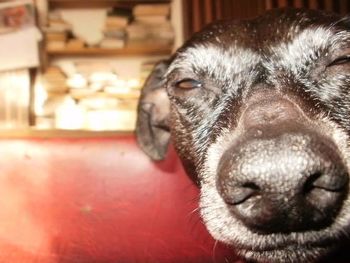Close-up of dog