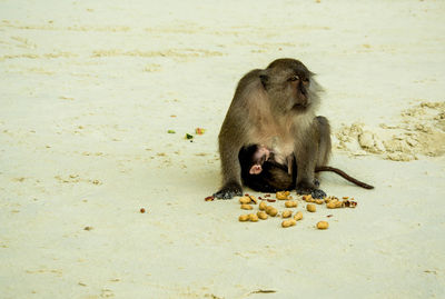 Mother and baby monkeys