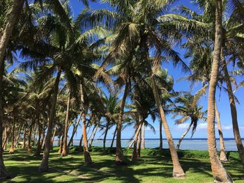 Palm trees growing against sea