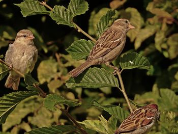 Close-up of birds perching on leaf