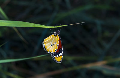 Close-up of butterfly pollinating