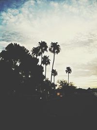 Low angle view of palm trees against sky