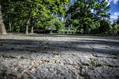 Road in forest