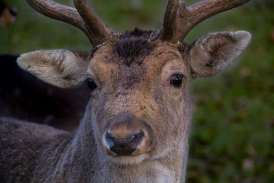 Portrait of deer