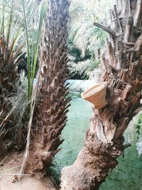 Close-up of plants against trees