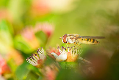 Close-up of hoverfly on flower
