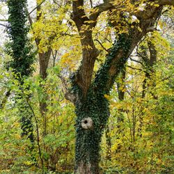 View of a tree in forest