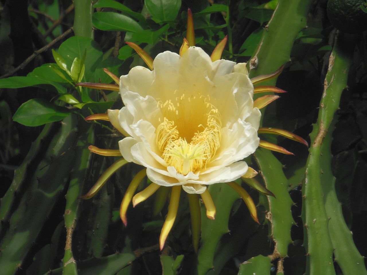 Flor de pitahaya