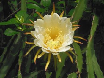 Close-up of white flower blooming outdoors