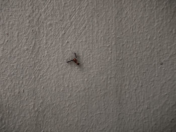 High angle view of fly on wall