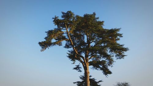 Low angle view of tree against clear blue sky