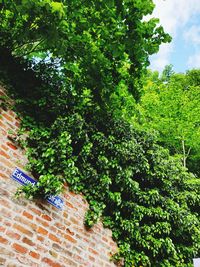 Low angle view of trees and plants