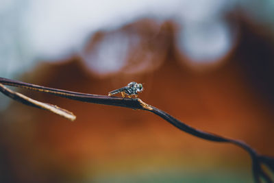 Close-up of wilted plant