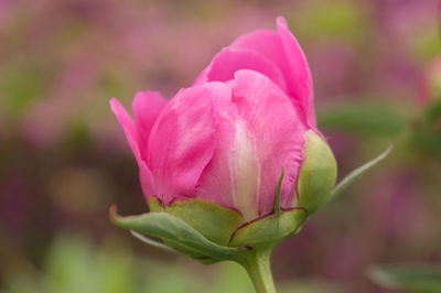 Close-up of pink rose