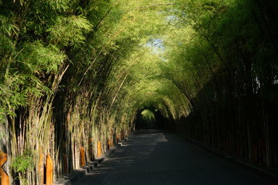 Panoramic shot of trees growing outdoors