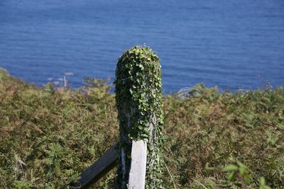 Close-up of cactus on wooden post in sea