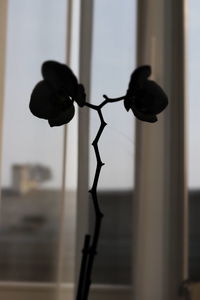 Close-up of silhouette decoration on wall at home