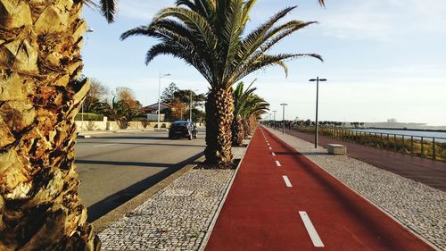 Palm trees by road against sky