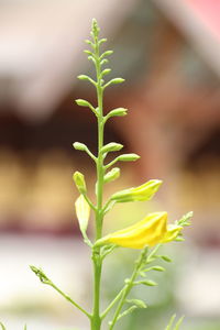 Close-up of flowering plant