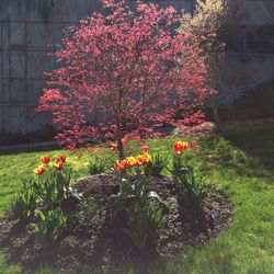 Close-up of pink flowers blooming in park