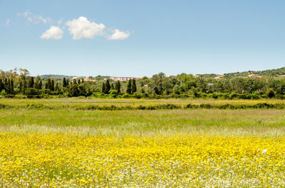 Scenic view of field against sky