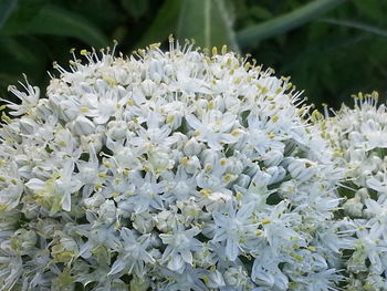 Close-up of fresh white flowers blooming outdoors