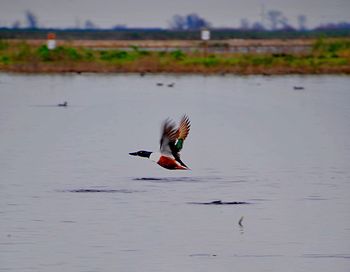 Bird flying over lake