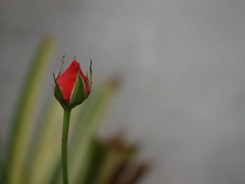 Close-up of red flower bud