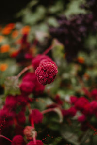 Close-up of red flowering plant