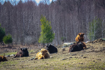 Horses relaxing in forest